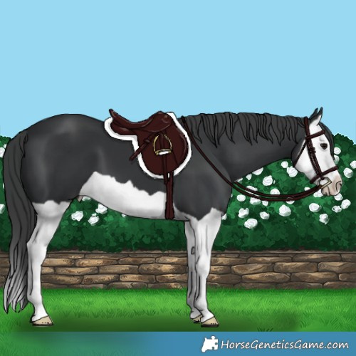 Horse Color:Black Splash 