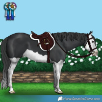 Horse Color:Black Splash 