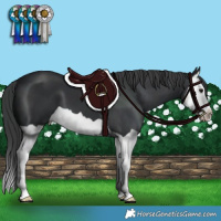 Horse Color:Black Splash