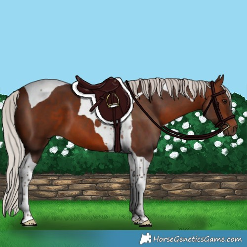 Horse Color:Silver Brown Tobiano 