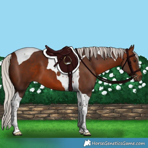 Horse Color:Silver Brown Tobiano 