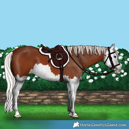Horse Color:Silver Bay Splash 
