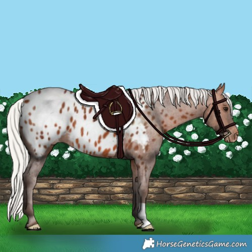 Horse Color:Silver Bay Near Leopard 