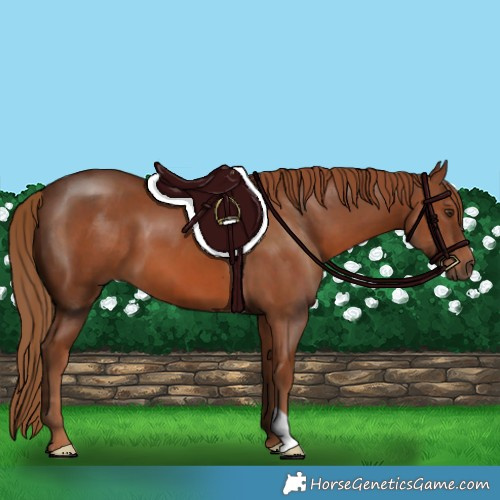 Horse Color:Chestnut 