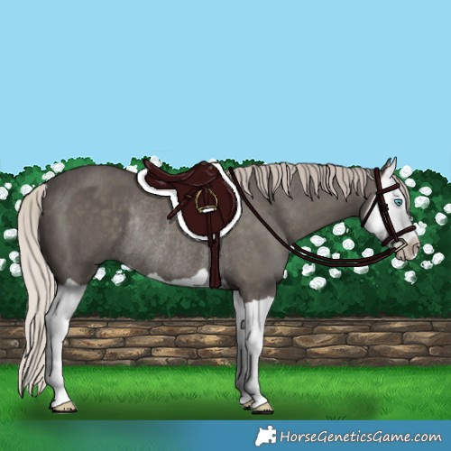 Horse Color:Silver Black Splash Rabicano 