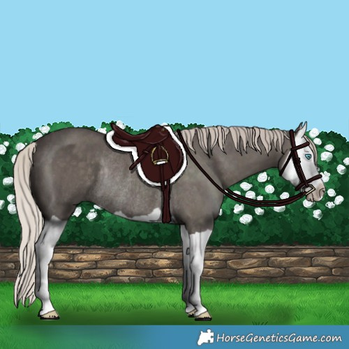 Horse Color:Silver Black Splash Rabicano 