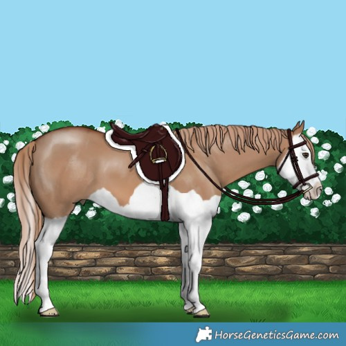 Horse Color:Red Dun Splash 