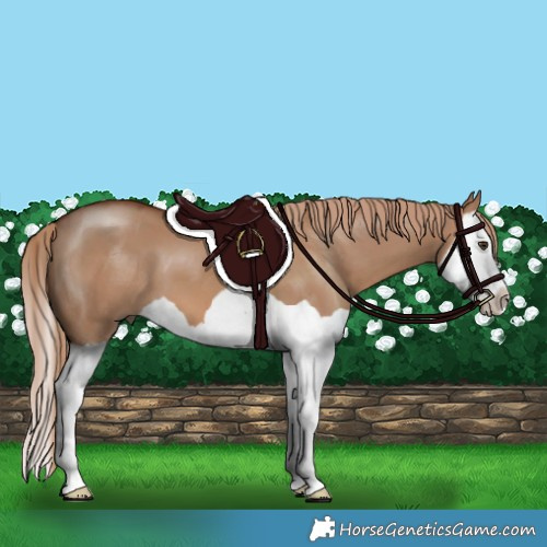 Horse Color:Red Dun Splash 