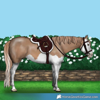 Horse Color:Red Dun Splash 