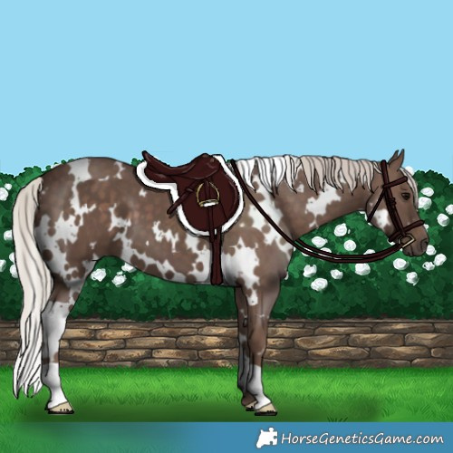 Horse Color:White Spotted Silver Black 