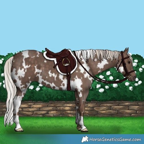 Horse Color:White Spotted Silver Black 