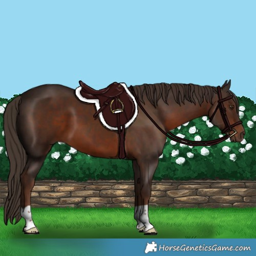 Horse Color:Liver Chestnut 
