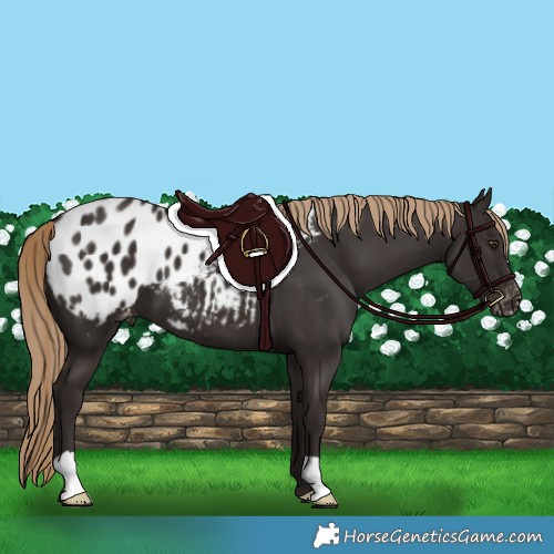 Horse Color:Liver Chestnut Appaloosa 