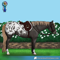 Horse Color:Liver Chestnut Appaloosa