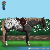 Horse Color:Liver Chestnut Blanket 