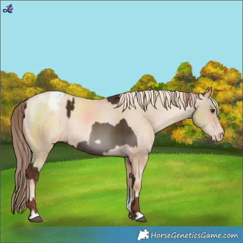 Horse Color:Liver Chestnut Rabicano and Gold Champagne Pearl Varnish Rabicano