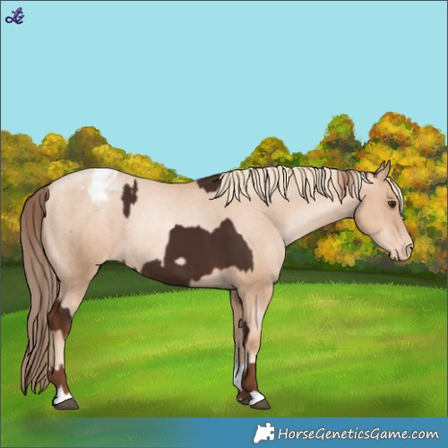 Horse Color:Liver Chestnut Rabicano and Gold Champagne Pearl Appaloosa Rabicano
