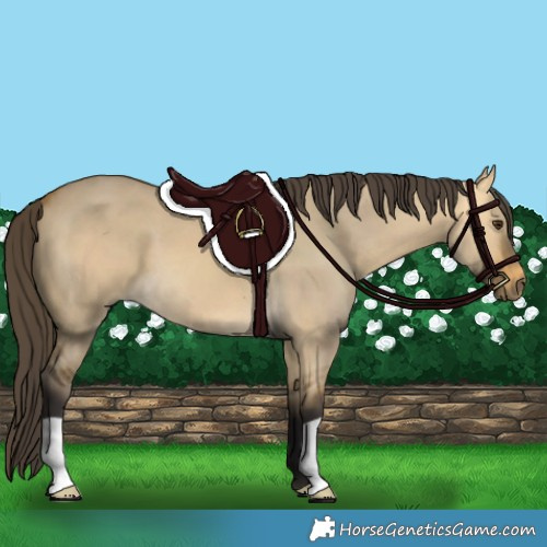Horse Color:Buckskin Dun 
