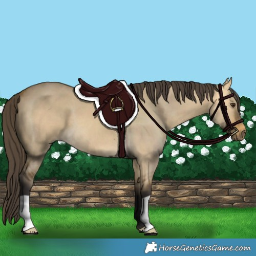 Horse Color:Buckskin Dun 