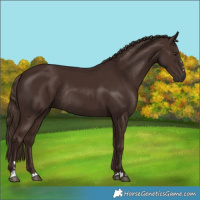 Horse Color:Liver Chestnut Rabicano