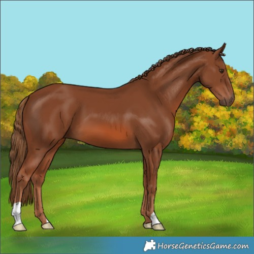 Horse Color:Chestnut 