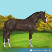 Horse Color:Liver Chestnut 