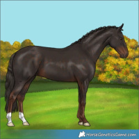 Horse Color:Liver Chestnut 