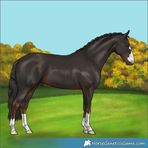 Horse Color:Liver Chestnut 