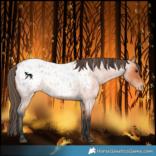 Horse Color:Bay Roan Blanket 