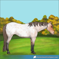 Horse Color:Bay Roan Appaloosa