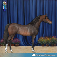 Horse Color:Brown Rabicano 
