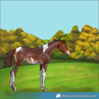 Horse Color:White Spotted Chocolate Bay Tobiano 