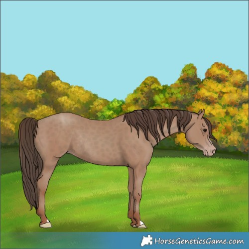 Horse Color:Classic Champagne Rabicano 