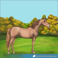 Horse Color:Gold Champagne Rabicano 