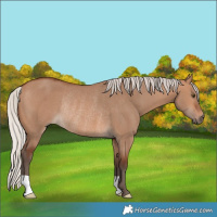 Horse Color:Silver Brown Dun Rabicano 