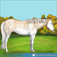 Horse Color:Gold Cream Champagne Sabino Splash Rabicano 