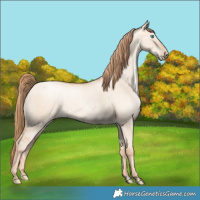 Horse Color:Gold Champagne Pearl Dun Rabicano and Gold Champagne Pearl Dun Rabicano