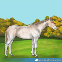 Horse Color:White Spotted Red Roan