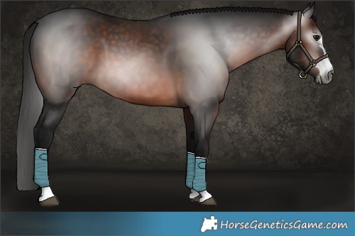 Horse Color:Gray Bay 