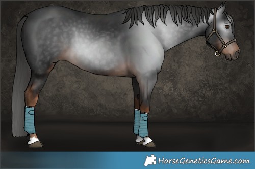 Horse Color:Gray Liver Chestnut 