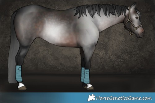 Horse Color:Gray Brown 