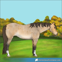 Horse Color:Buckskin Roan 