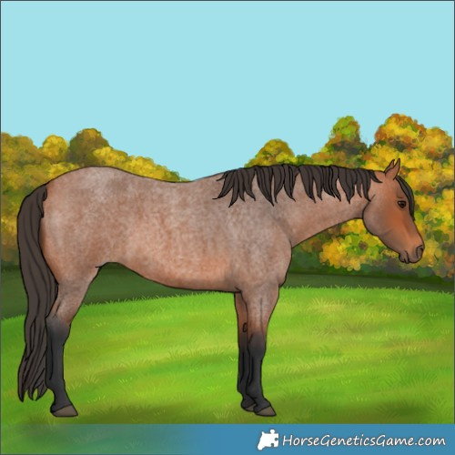 Horse Color:Bay Roan 