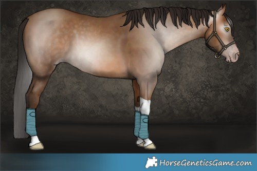 Horse Color:Gray Amber Champagne Tobiano 