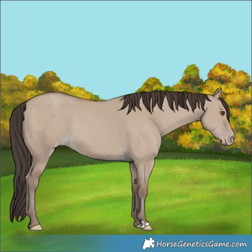 Horse Color:Classic Champagne Dun 
