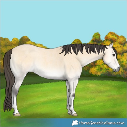 Horse Color:Buckskin Roan Onyx 