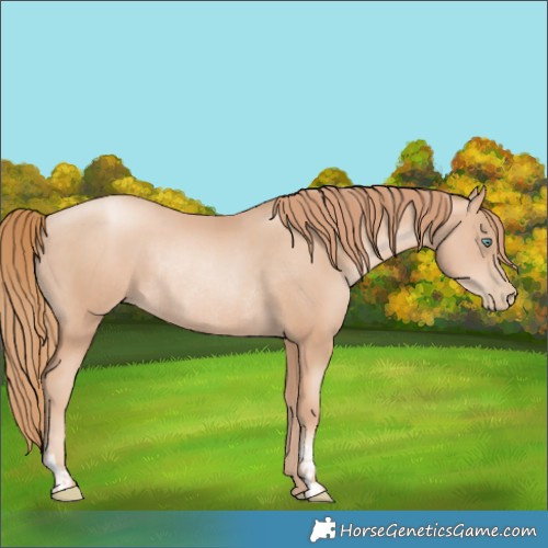 Horse Color:Gold Champagne Pearl Rabicano and Gold Champagne Pearl Rabicano