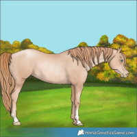 Horse Color:Gold Champagne Pearl Rabicano  and Gold Champagne Pearl Rabicano 