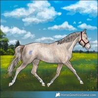 Horse Color:Gold Champagne Pearl Rabicano and Gold Cream Champagne Pearl Rabicano