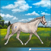 Horse Color:Gold Champagne Pearl Rabicano and Gold Cream Champagne Pearl Rabicano